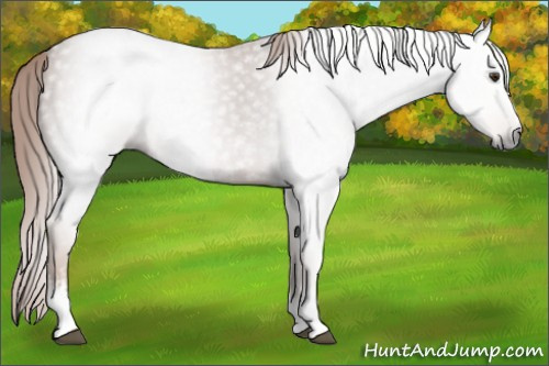 Horse Color:Gray White Spotted Chestnut Sabino