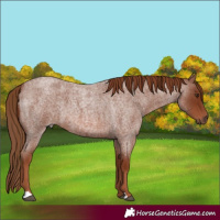 Horse Color:Red Roan