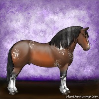 Horse Color:White Spotted Bay 