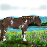 Horse Color:White Spotted Liver Chestnut Rabicano 