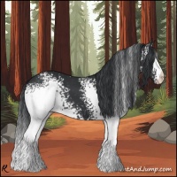 Horse Color:White Spotted Black