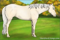Horse Color:Palomino Roan Pearl  and Palomino Roan Pearl 