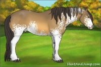 Horse Color:White Spotted Buckskin 