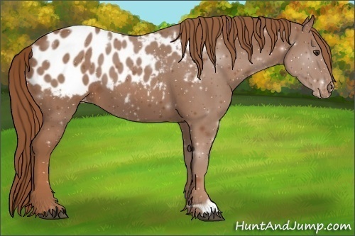 Horse Color:Chestnut Appaloosa 