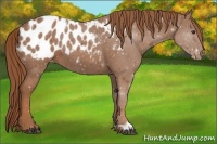 Horse Color:Chestnut Appaloosa 