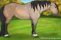 Horse Color:Bay Dun