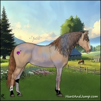 Horse Color:Red Dun Sabino