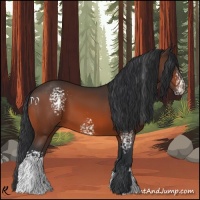 Horse Color:White Spotted Bay 