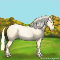 Horse Color:Palomino Roan Pearl and Palomino Roan Pearl