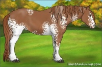 Horse Color:White Spotted Chestnut 