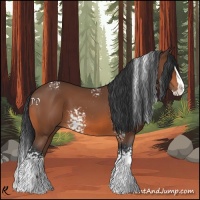Horse Color:White Spotted Bay Splash 