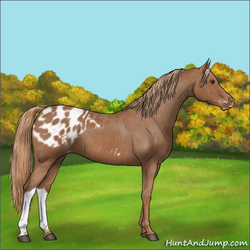 Horse Color:Chestnut Appaloosa