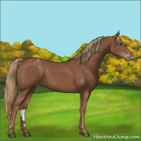 Horse Color:Chestnut Appaloosa