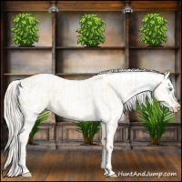 Horse Color:Palomino Roan Pearl  and Palomino Roan Pearl Blanket 