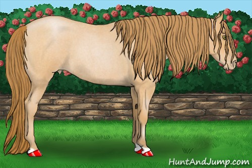 Horse Color:Bay Roan Pearl 