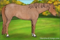 Horse Color:Red Roan 