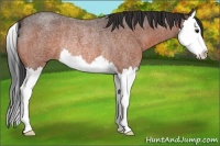 Horse Color:Bay Roan Splash Rabicano 