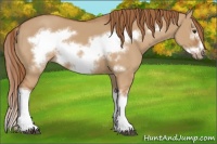 Horse Color:Red Dun Splash Frame