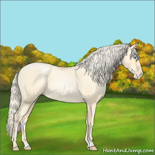 Horse Color:Palomino Roan Pearl and Palomino Roan Pearl