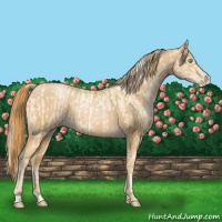 Horse Color:Palomino Roan Pearl  and Red Roan Pearl 