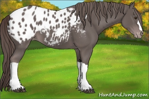 Horse Color:Platinum Liver Chestnut Appaloosa 