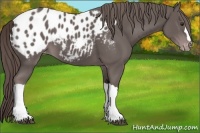 Horse Color:Platinum Liver Chestnut Appaloosa