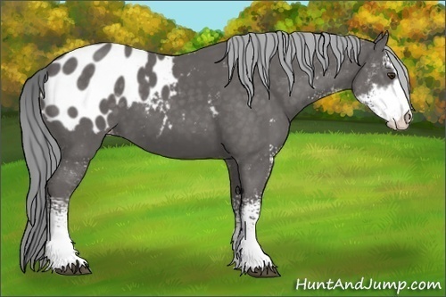 Horse Color:Platinum Chocolate Palomino Sabino Blanket