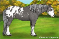 Horse Color:Platinum Chocolate Palomino Sabino Appaloosa 