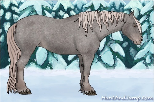 Horse Color:Platinum Liver Chestnut Appaloosa