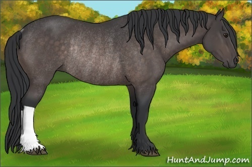 Horse Color:Platinum Brown Rabicano 