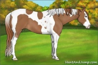 Horse Color:Chestnut Splash Tobiano 