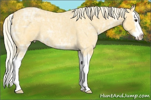 Horse Color:Palomino Ice Roan Splash