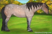 Horse Color:Brown Roan 