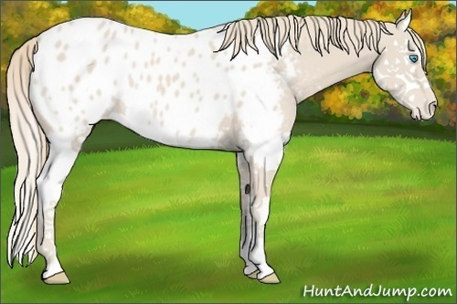 Horse Color:Smoky Creme Splash Appaloosa