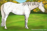 Horse Color:Smoky Creme Splash Appaloosa 