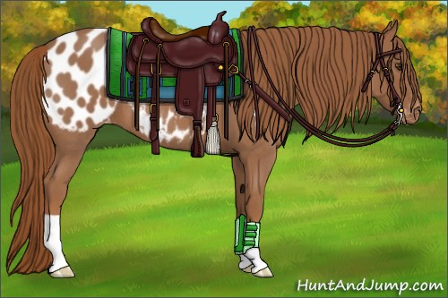 Horse Color:Red Roan Appaloosa 