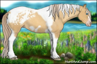 Horse Color:Gray Gold Cream Champagne Roan Dun Splash Tobiano Frame Appaloosa Rabicano