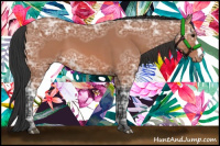 Horse Color:Bay Ice Appaloosa 