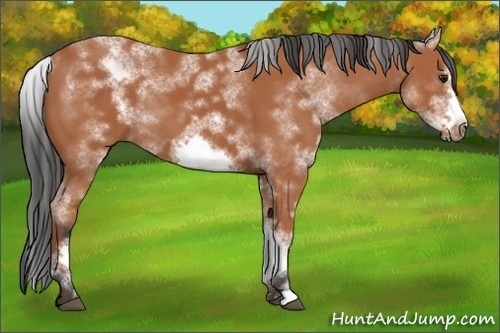 Horse Color:White Spotted Bay Sabino Frame
