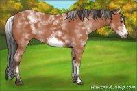 Horse Color:White Spotted Bay Sabino Frame 
