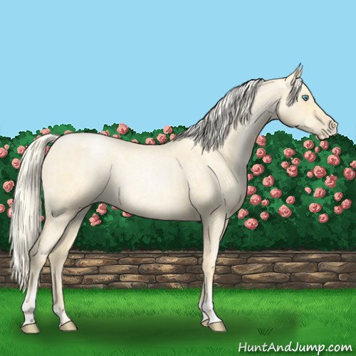 Horse Color:Palomino Roan Pearl  and Palomino Roan Pearl 