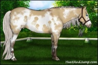 Horse Color:White Spotted Silver Bay Dun Frame