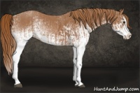 Horse Color:White Spotted Chestnut Splash  and White Spotted Chestnut Splash 