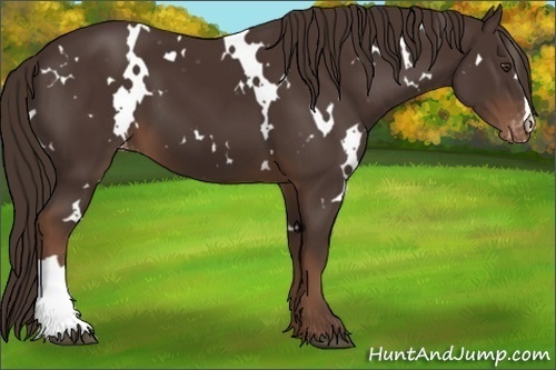 Horse Color:White Spotted Liver Chestnut Varnish