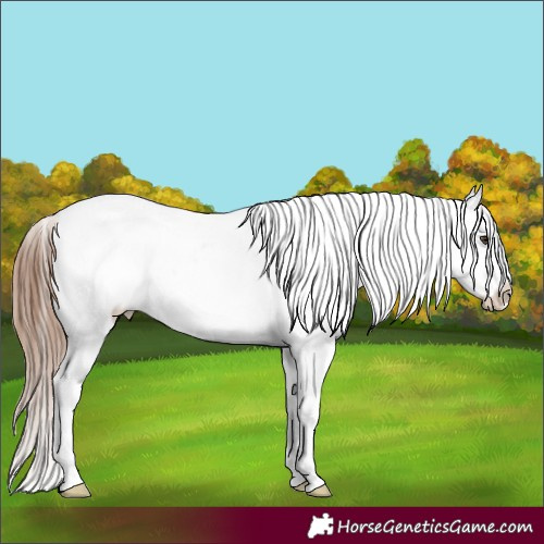 Horse Color:Chestnut Ice Sabino Appaloosa 