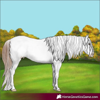 Horse Color:Chestnut Ice Sabino Appaloosa 