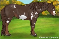Horse Color:White Spotted Liver Chestnut Frame