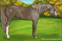Horse Color:Chocolate Palomino 