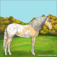 Horse Color:White Spotted Palomino Appaloosa 