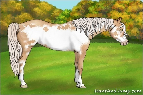 Horse Color:Silver Amber Champagne Frame 